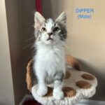Image of Dipper