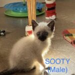 Image of Sooty