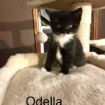 Image of Odella - Reserved