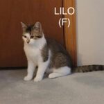 Image of Lilo