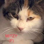 Image of Mitzy