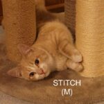 Image of Stitch - Reserved
