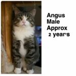 Image of Angus